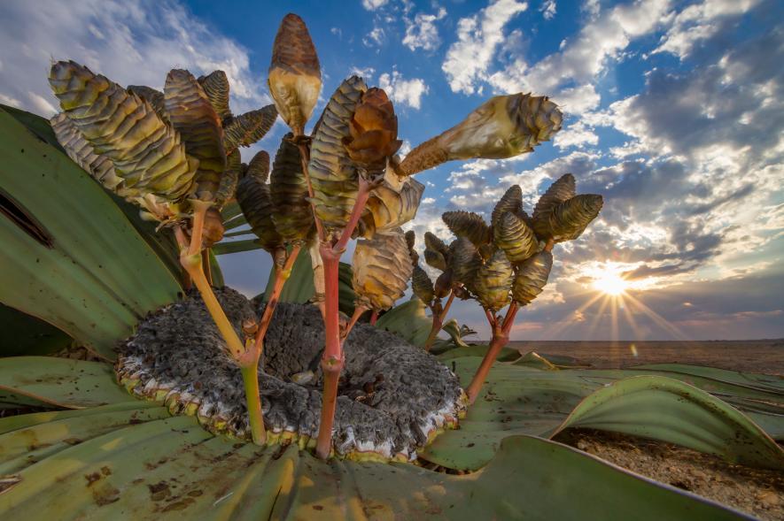 写真集 Wildlife Photographer of the Year 6冊 Preview 14 Photos from 2024 Wildlife Photographer of the