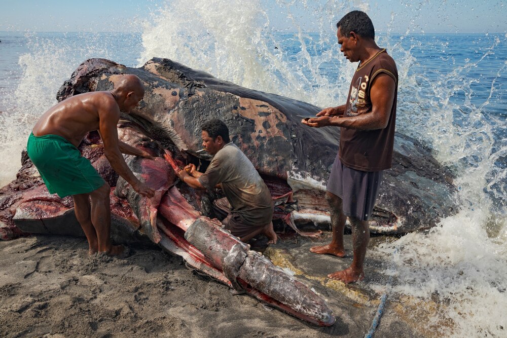 ギャラリー：ラマレラ村、最後のクジラ捕りを支えるシャーマンの