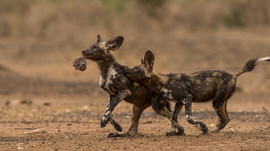 ギャラリー:ヒヒを狩り始めた絶滅危惧種リカオン 写真12点 | ナショナルジオグラフィック日本版サイト