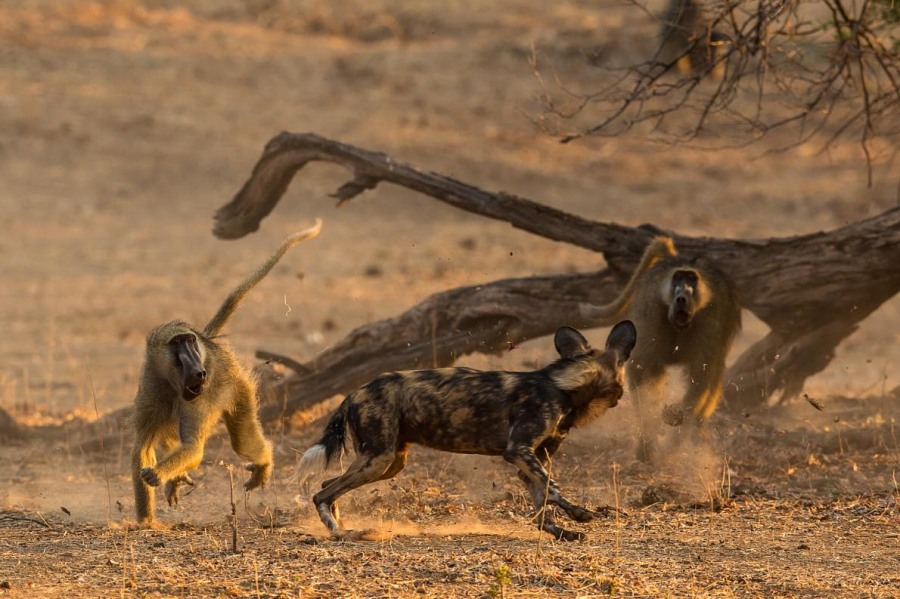 ギャラリー ヒヒを狩り始めた絶滅危惧種リカオン 写真12点 ナショナルジオグラフィック日本版サイト