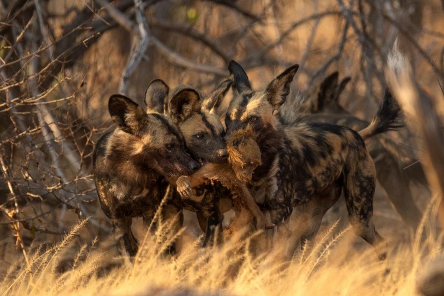 ギャラリー ヒヒを狩り始めた絶滅危惧種リカオン 写真12点 ナショナルジオグラフィック日本版サイト ギャラリー ヒヒを狩り始めた絶滅危惧種リカオン 写真12点 ナショナルジオグラフィック日本版サイト
