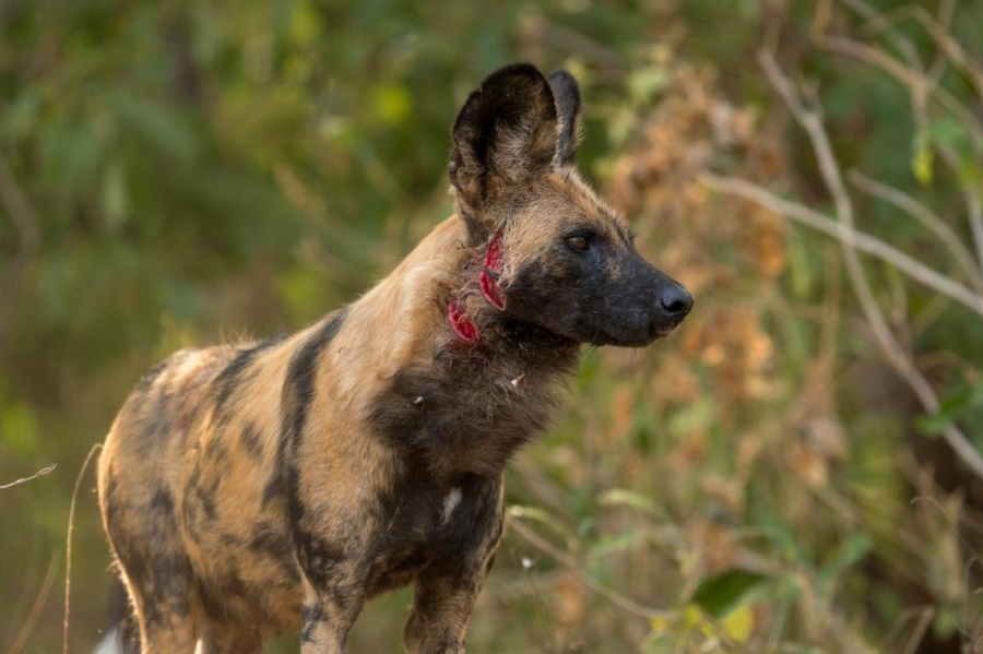ギャラリー ヒヒを狩り始めた絶滅危惧種リカオン 写真12点 ナショナルジオグラフィック日本版サイト ギャラリー ヒヒを狩り始めた絶滅危惧種リカオン 写真12点 ナショナルジオグラフィック日本版サイト