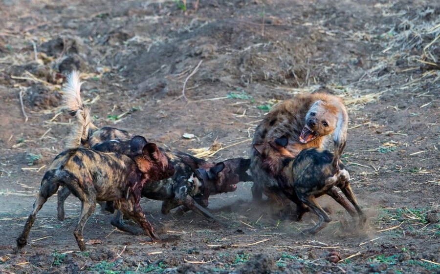 ギャラリー ヒヒを狩り始めた絶滅危惧種リカオン 写真12点 ナショナルジオグラフィック日本版サイト