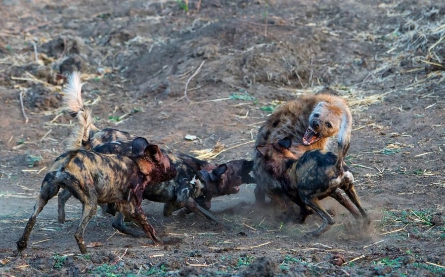 ギャラリー ヒヒを狩り始めた絶滅危惧種リカオン 写真12点 ナショナルジオグラフィック日本版サイト ギャラリー ヒヒを狩り始めた絶滅危惧種リカオン 写真12点 ナショナルジオグラフィック日本版サイト