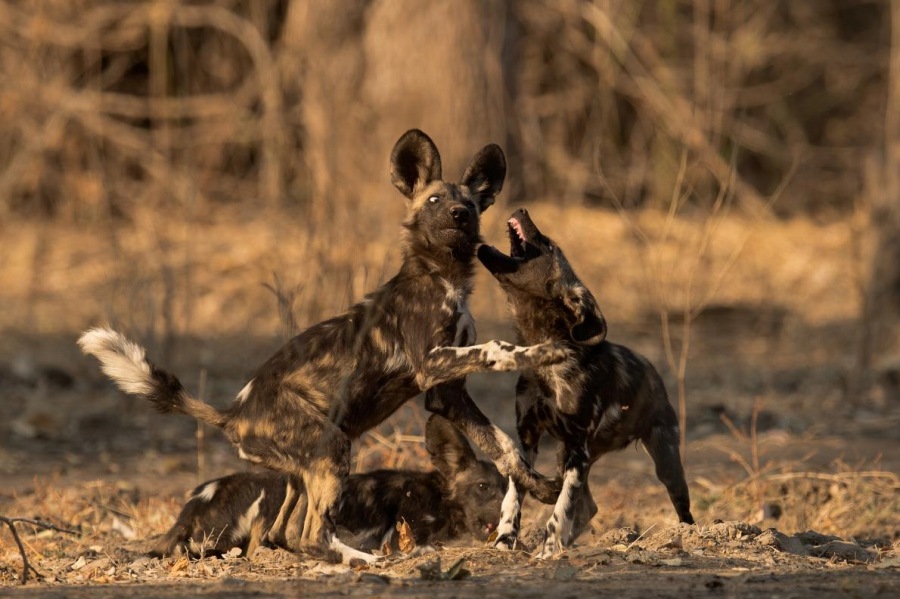 ギャラリー：ヒヒを狩り始めた絶滅危惧種リカオン 写真12点 | ナショナルジオグラフィック日本版サイト