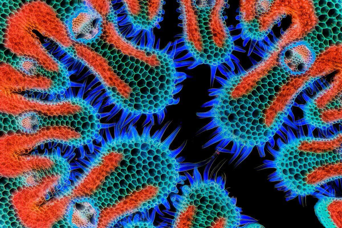 ギャラリー：顕微鏡写真コンテスト2024入選作品 写真18点 | ナショナル