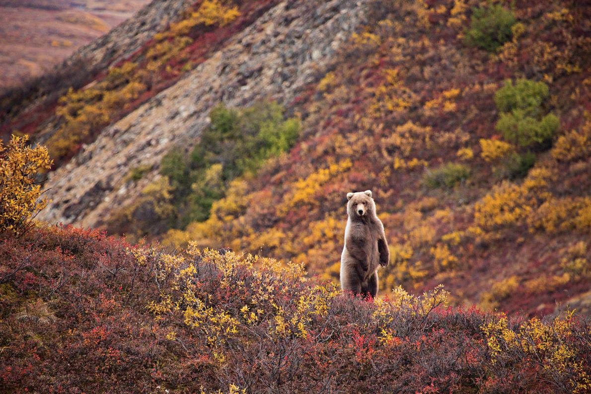 ギャラリー:壮大な紅葉狩りを味わえる 秋に訪れたい米国立公園の絶景 15点ナショナルジオグラフィック日本版サイト