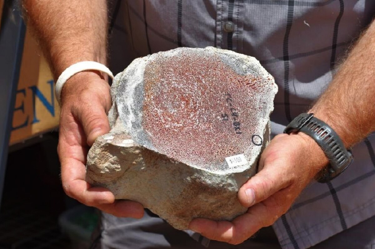 ギャラリー：恐竜化石の密輸で米国の4人起訴、押収された大量の化石 写真6点 | ナショナルジオグラフィック日本版サイト