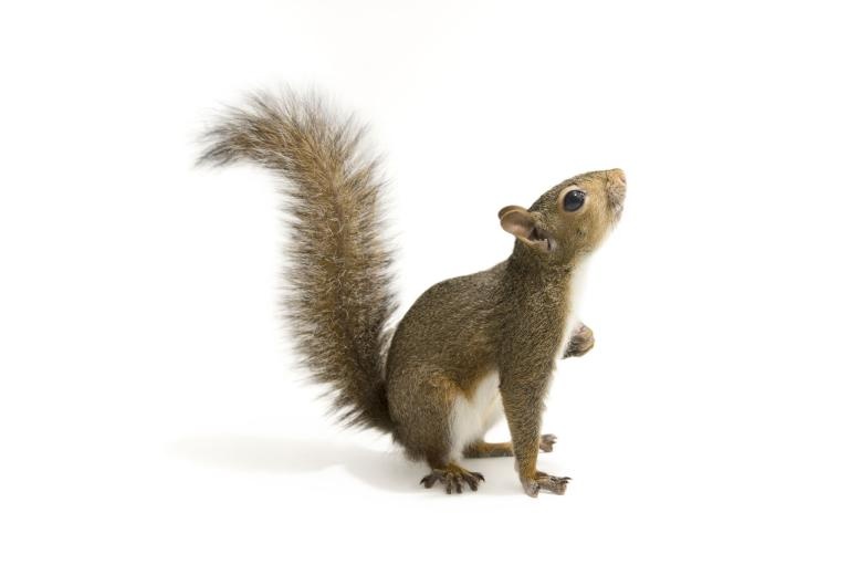 ギャラリー かわいい リスたちの姿をフォトアークから 写真10点 ナショナルジオグラフィック日本版サイト