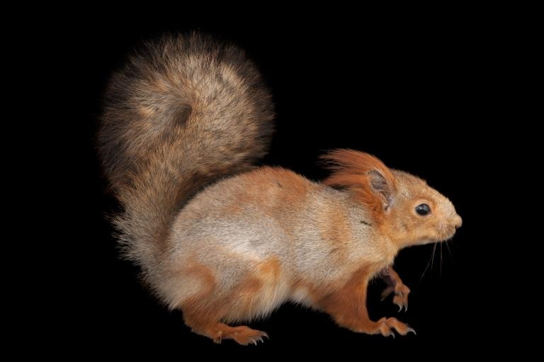 ギャラリー かわいい リスたちの姿をフォトアークから 写真10点 ナショナルジオグラフィック日本版サイト