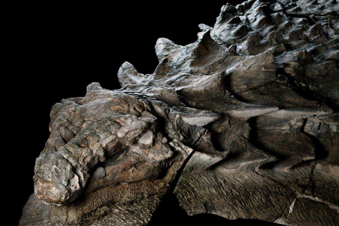 化石標本 絶滅種ワニ類 ディロサウルス 極美麗-