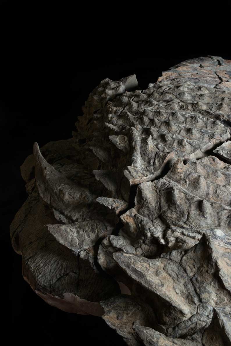 化石 恐竜 超大型 ノドサウルス類・エドモントニアの歯 - www