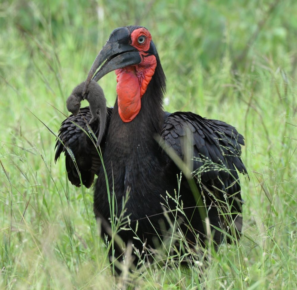 ギャラリー:世界の美しい鳥たち11ナショナルジオグラフィック日本版サイト