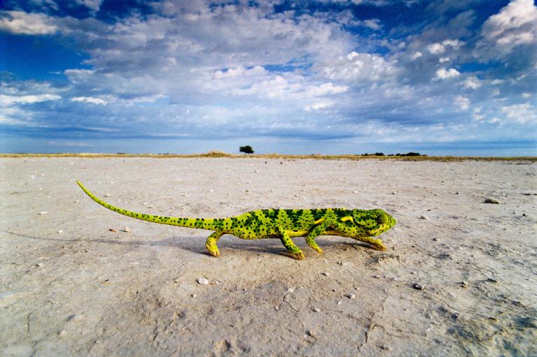 ギャラリー：ワイルドライフ写真家の珠玉の動物写真27点 | ナショナル