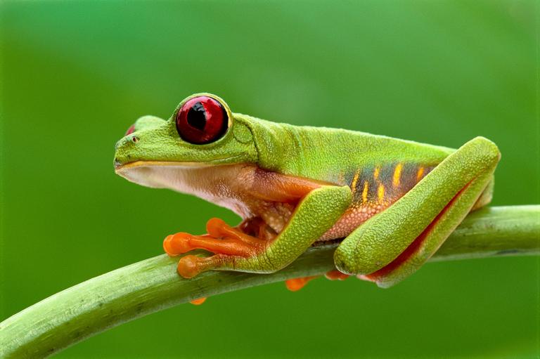 ギャラリー：ワイルドライフ写真家の珠玉の動物写真27点 | ナショナル