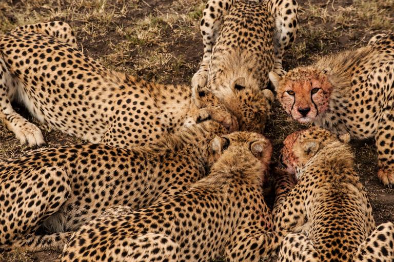 ギャラリー：ワイルドライフ写真家の珠玉の動物写真27点 | ナショナル