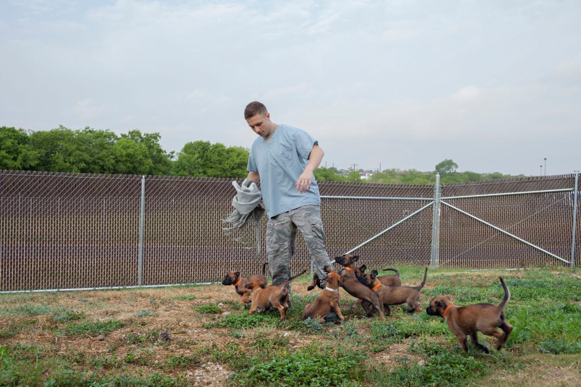 ギャラリー 優秀な軍用犬が誕生するまで 写真14点 ナショナルジオグラフィック日本版サイト