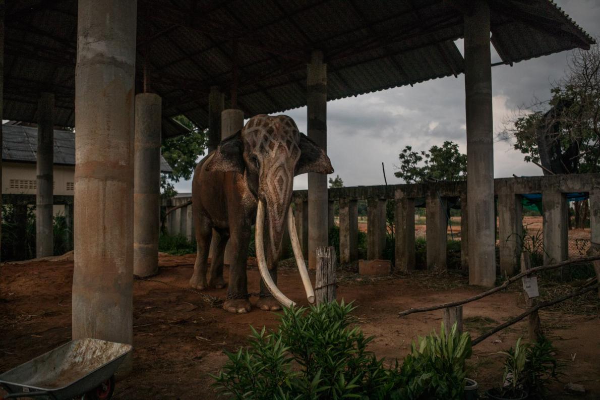 ギャラリー：ゾウ300頭と暮らす伝統の村の新たな葛藤、タイ 写真6点