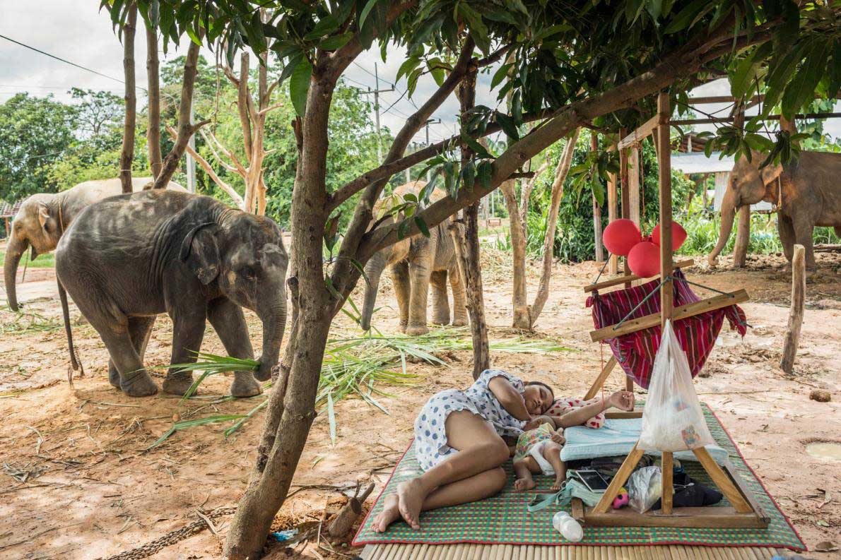 ギャラリー ゾウ300頭と暮らす伝統の村の新たな葛藤 タイ 写真6点 ナショナルジオグラフィック日本版サイト