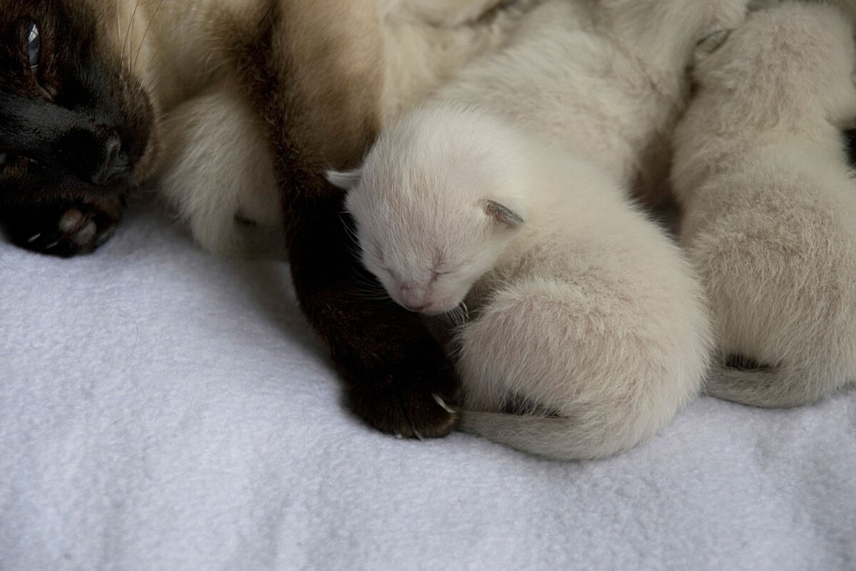 ギャラリー：シャム猫の色はなぜ温度で変わる？ 写真9点 | ナショナル