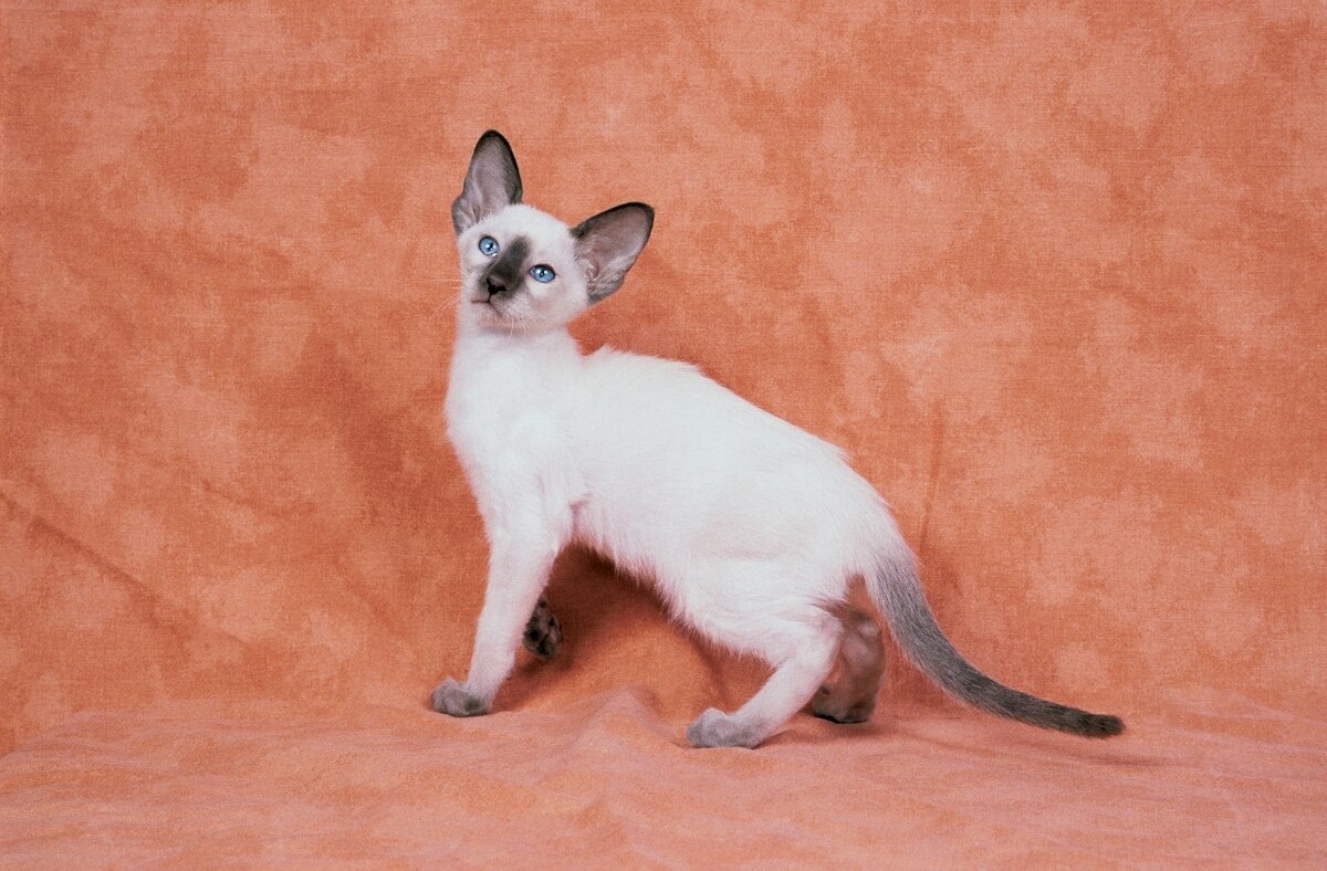 ギャラリー:シャム猫の色はなぜ温度で変わる? 写真9点 | ナショナルジオグラフィック日本版サイト