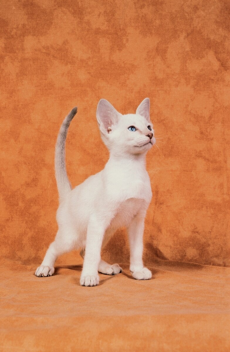 ギャラリー:シャム猫の色はなぜ温度で変わる? 写真9点 | ナショナルジオグラフィック日本版サイト