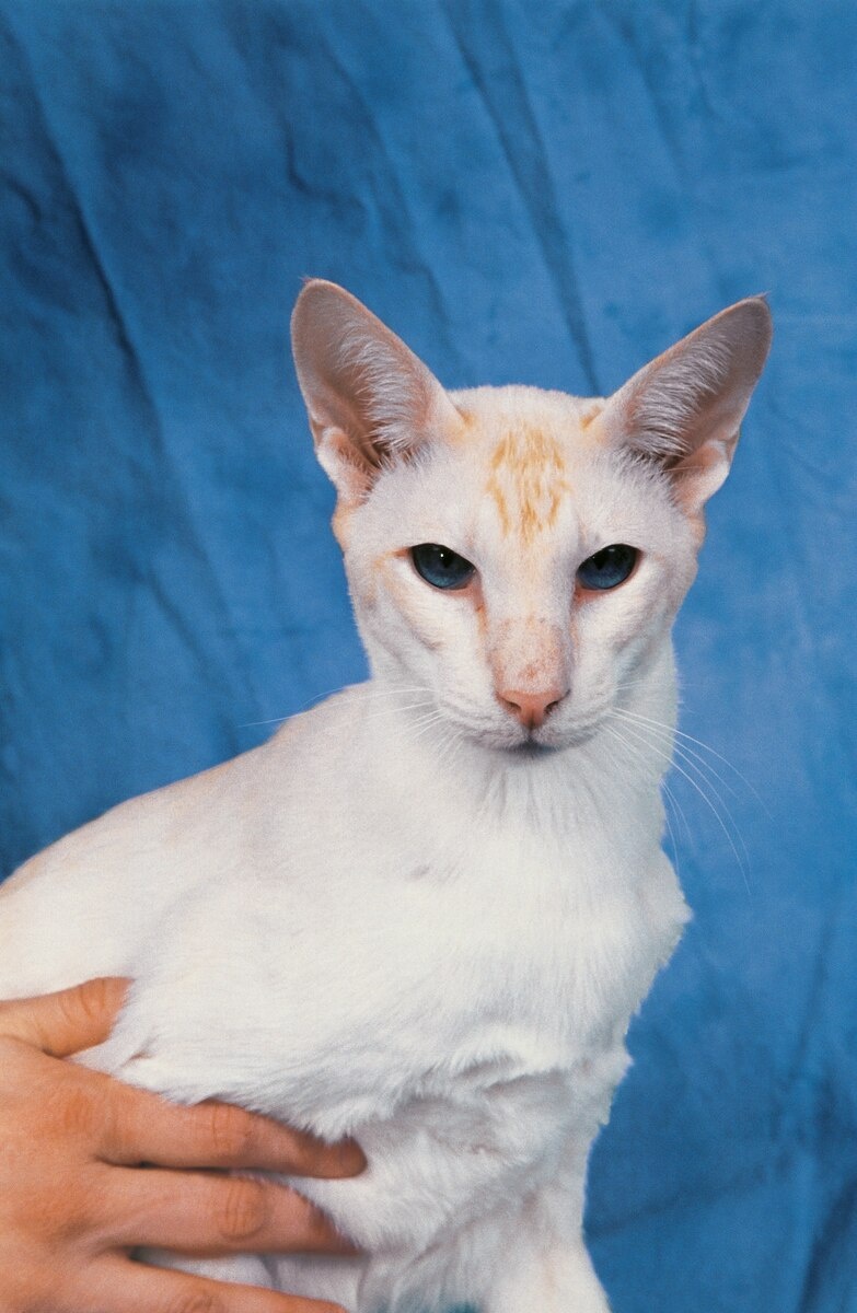 ギャラリー:シャム猫の色はなぜ温度で変わる? 写真9点 | ナショナルジオグラフィック日本版サイト