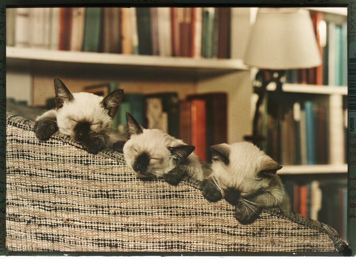 ギャラリー：シャム猫の色はなぜ温度で変わる？ 写真9点 | ナショナル