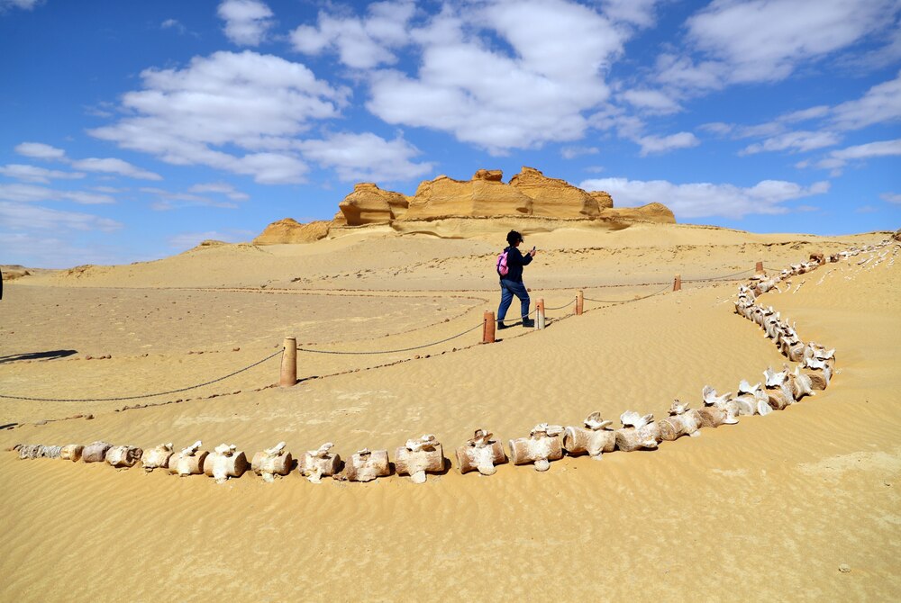 ギャラリー：太古のクジラが砂漠に眠る、異世界のようなエジプトの世界