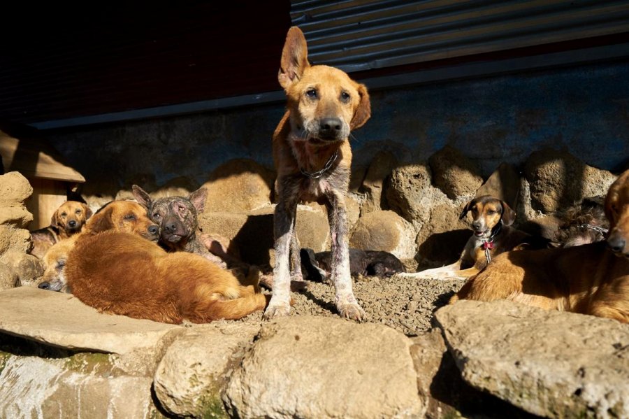 フォトギャラリー：「犬の楽園」へようこそ 、コスタリカ | ナショナル