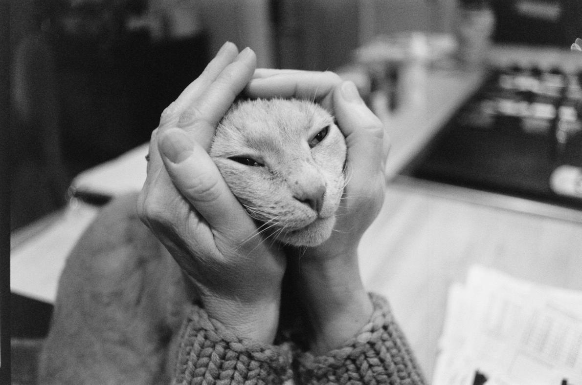 ギャラリー ネコの写真15点 ナショジオのアーカイブから ナショナルジオグラフィック日本版サイト