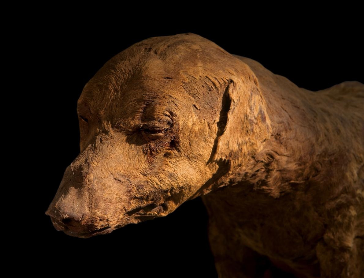 ギャラリー 古代エジプト 動物のミイラたち 写真12点 ナショナルジオグラフィック日本版サイト