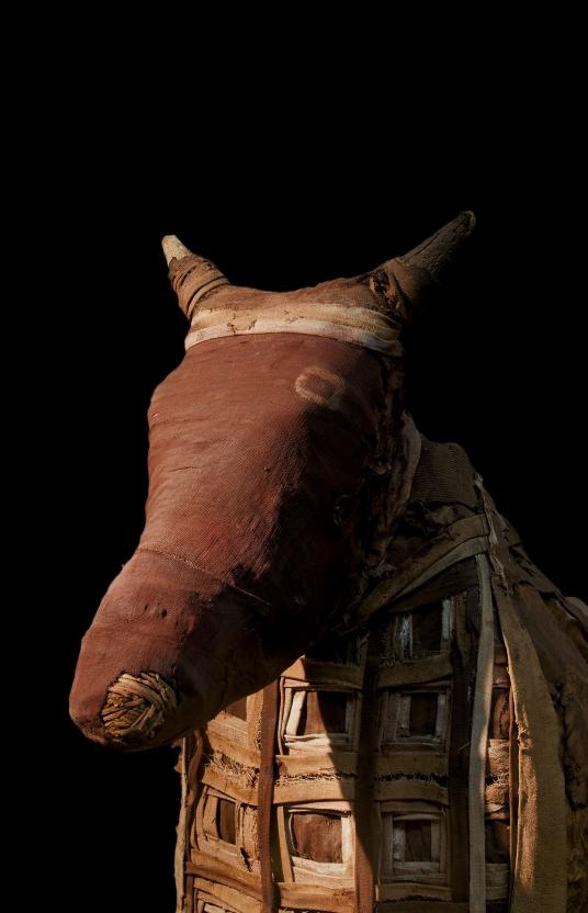 ギャラリー 古代エジプト 動物のミイラたち 写真12点 ナショナルジオグラフィック日本版サイト
