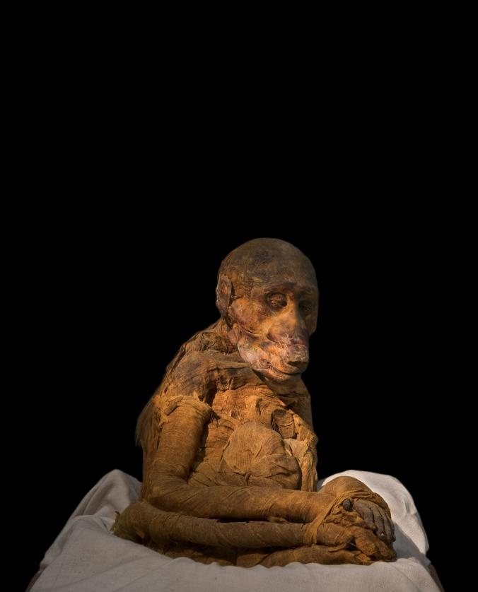 ギャラリー 古代エジプト 動物のミイラたち 写真12点 ナショナルジオグラフィック日本版サイト
