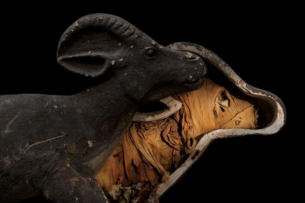 ギャラリー 古代エジプト 動物のミイラたち 写真12点 ナショナルジオグラフィック日本版サイト