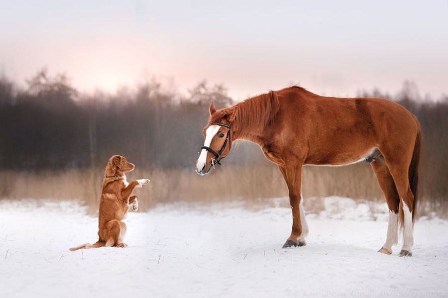 ギャラリー 犬と世界を旅する 写真39点 ナショナルジオグラフィック日本版サイト