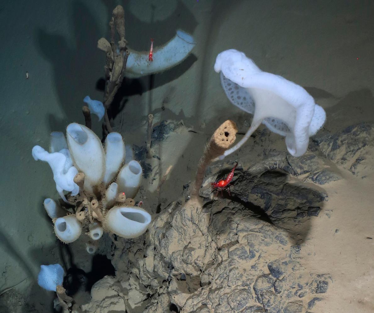 ギャラリー：地球最北の熱水噴出孔、深海4千mの生命 写真10点