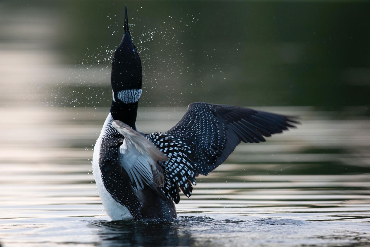 ギャラリー 北米ノースウッズ 森と湖の世界に野生の輝きを求めて 写真12点 ナショナルジオグラフィック日本版サイト
