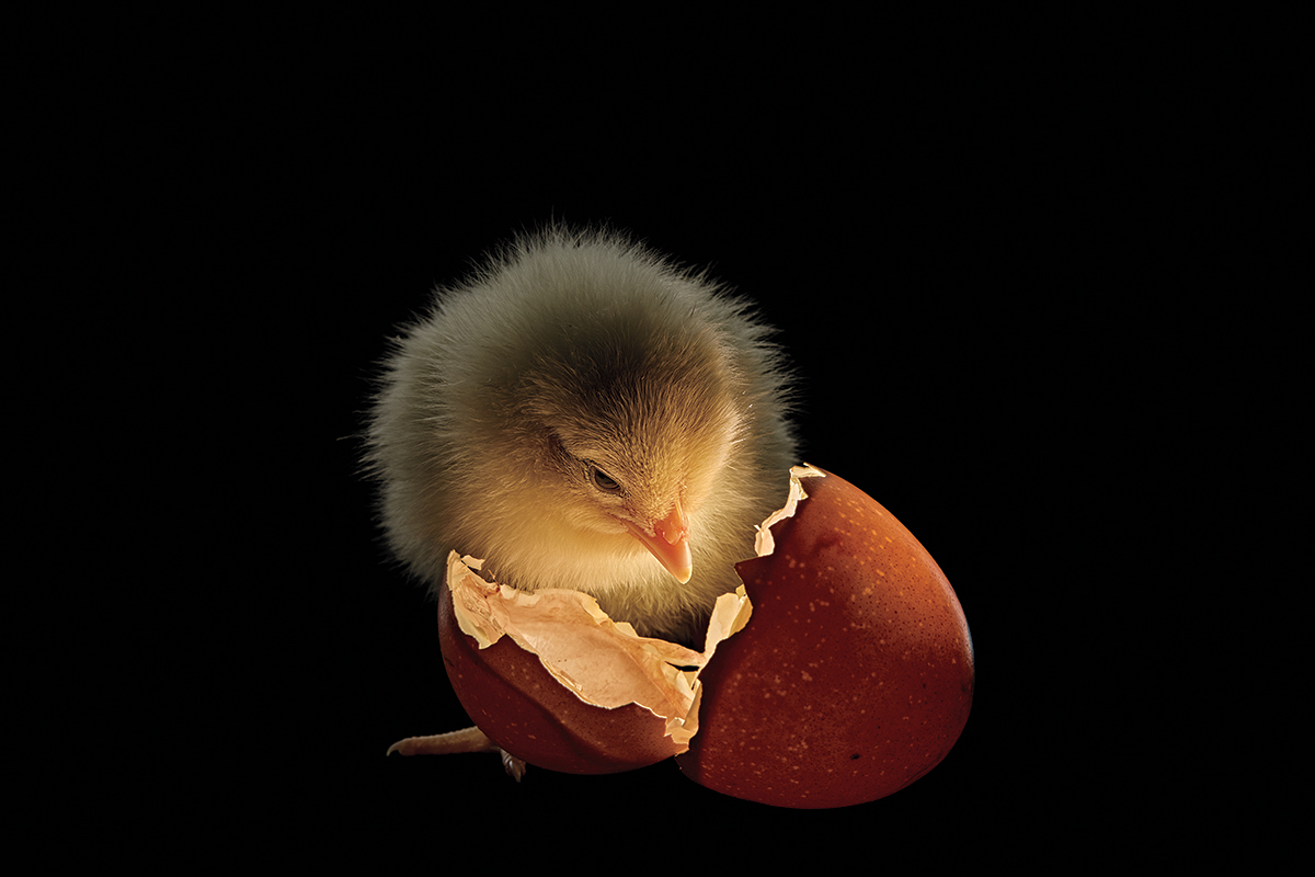 ナショナルジオグラフィック日本版サイト