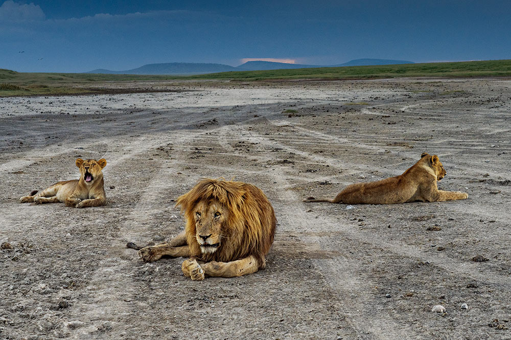 フォトエッセイ 命を懸けた戦い 写真15点 21年12月号 驚きの大地 セレンゲティ ナショナルジオグラフィック日本版サイト