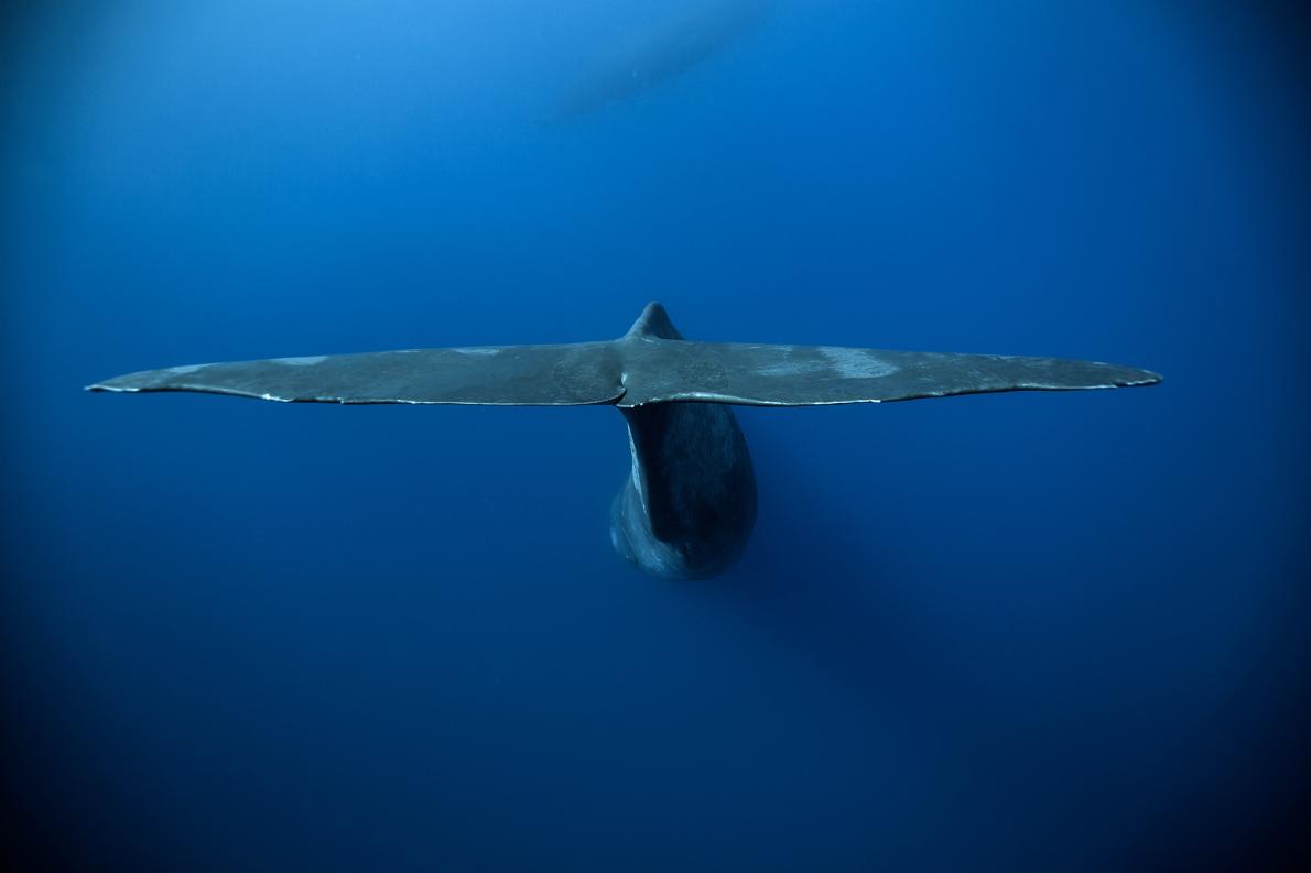 ギャラリー 集団で 立ち寝 をする巨大クジラ ナショナルジオグラフィック日本版サイト