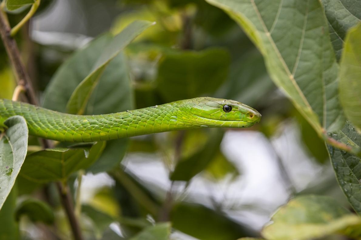 特集ギャラリー:命を奪うヘビの毒 写真と図解13点(2020年12月号)ナショナルジオグラフィック日本版サイト