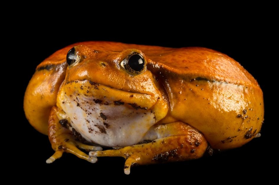 ギャラリー：50年で200種が絶滅、愛すべきカエル写真13点 | ナショナル