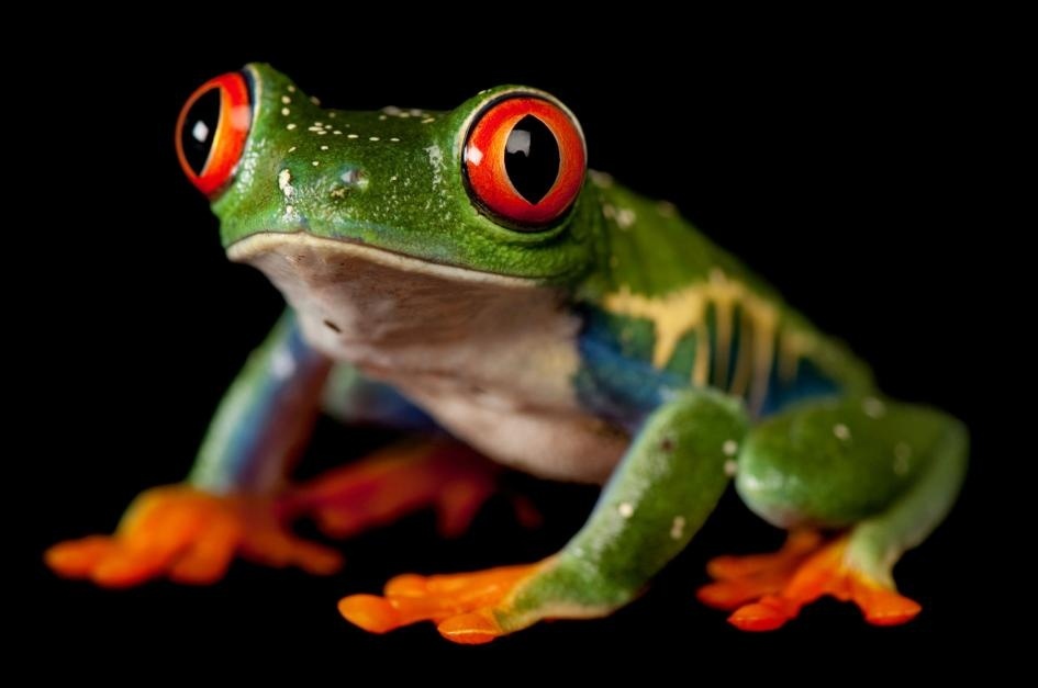 ギャラリー 50年で200種が絶滅 愛すべきカエル写真13点 ナショナルジオグラフィック日本版サイト