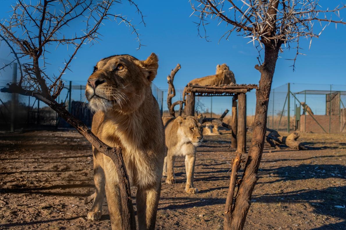 ギャラリー 南アフリカ ライオン牧場が抱える深い闇 写真15点 ナショナルジオグラフィック日本版サイト