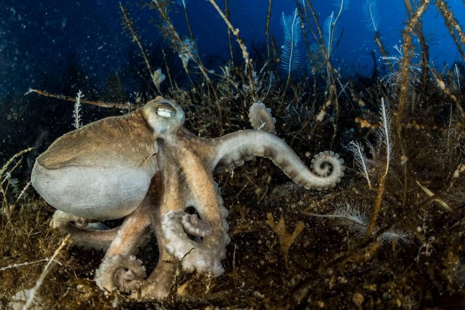 ギャラリー:南極の氷の下、水深70mの海で驚異の光景を見た 写真12点ナショナルジオグラフィック日本版サイト