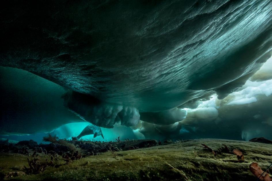 ギャラリー：南極の氷の下、水深70mの海で驚異の光景を見た 写真12点