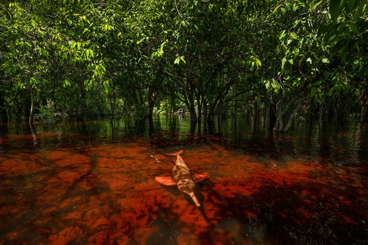 ギャラリー：ナショナル ジオグラフィックが掲載したベスト動物写真