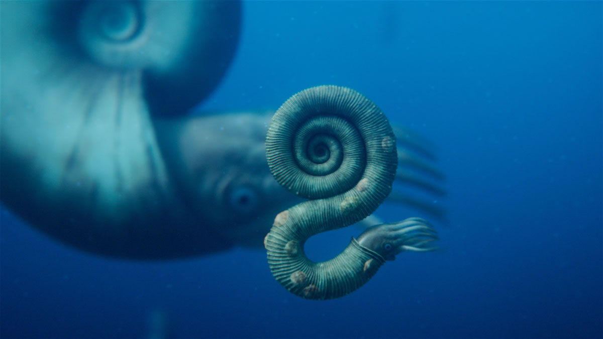 ギャラリー：いまだ謎多きアンモナイト、“真の姿”は？ 「異常巻き」は