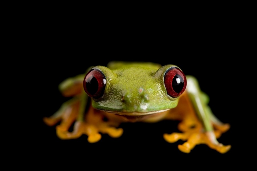 ギャラリー キュート カラフルな両生類 写真23点 ナショナルジオグラフィック日本版サイト ギャラリー キュート カラフルな両生類 写真23点 ナショナルジオグラフィック日本版サイト